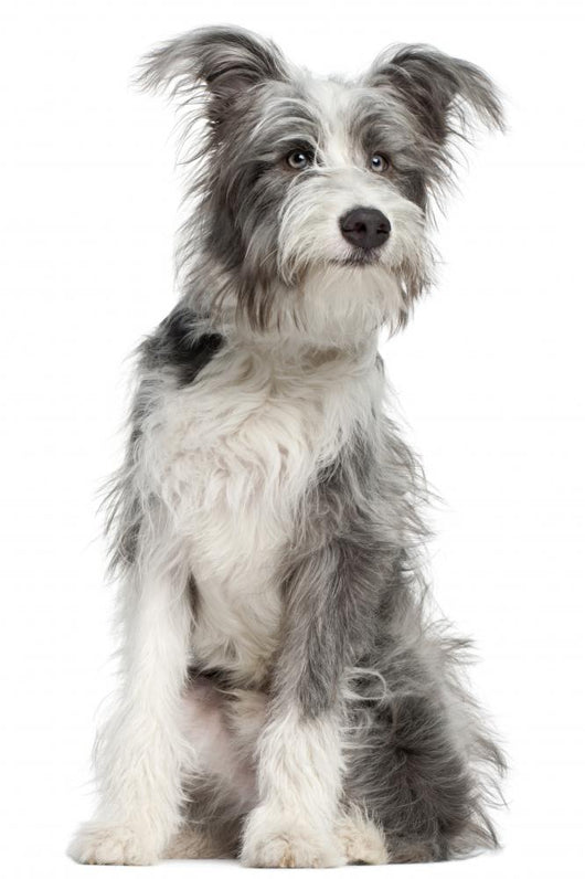 Mixed-breed Dog 7 Months