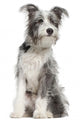 Mixed-breed Dog 7 Months