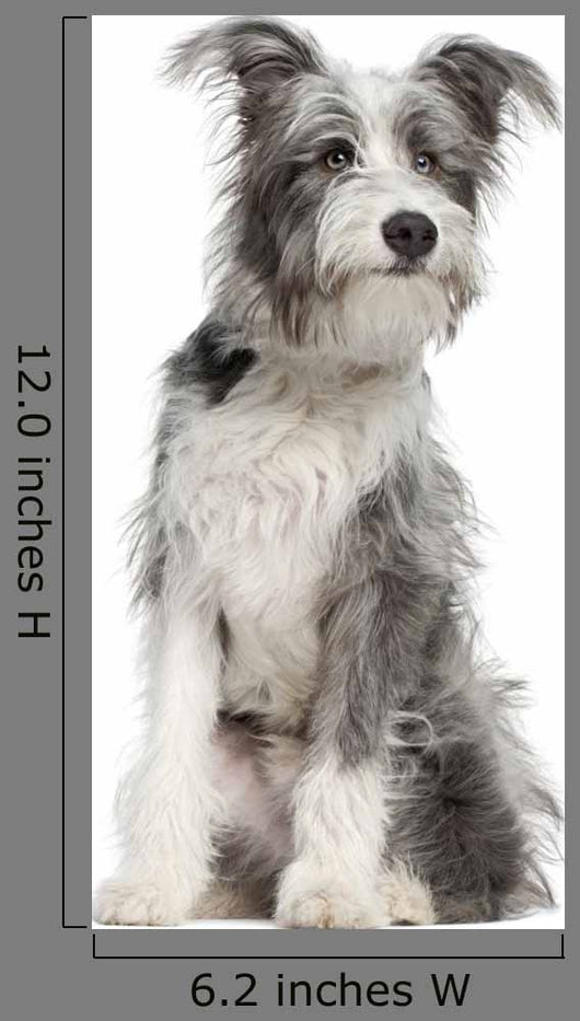 Mixed-breed Dog 7 Months