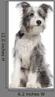 Mixed-breed Dog 7 Months