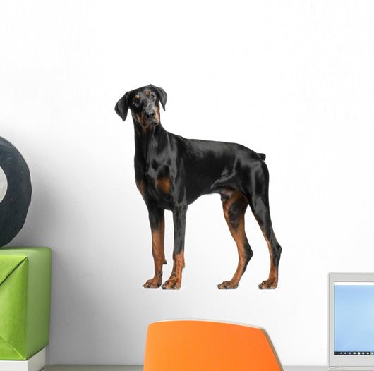 Doberman Pinscher Wall Decal