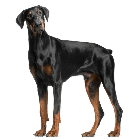 Doberman Pinscher Wall Decal