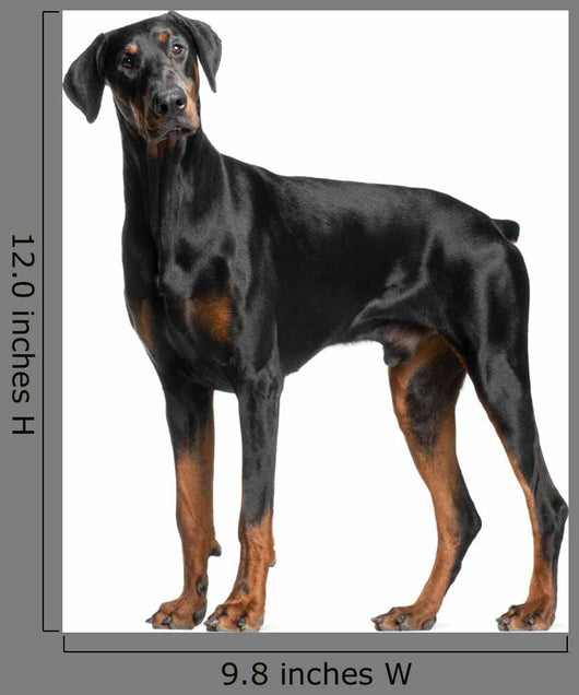 Doberman Pinscher Wall Decal
