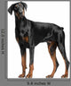 Doberman Pinscher Wall Decal