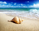 Seashell Beach Shallow Dof Wall Mural