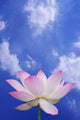 Pink Lotus With Blue Sky Wall Mural