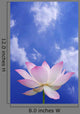 Pink Lotus With Blue Sky Wall Mural