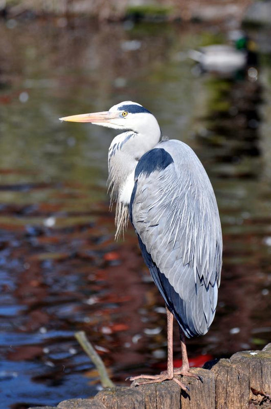 Grey Heron Quite Cosy Wall Mural