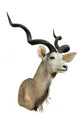 Gazelle Wall Decal