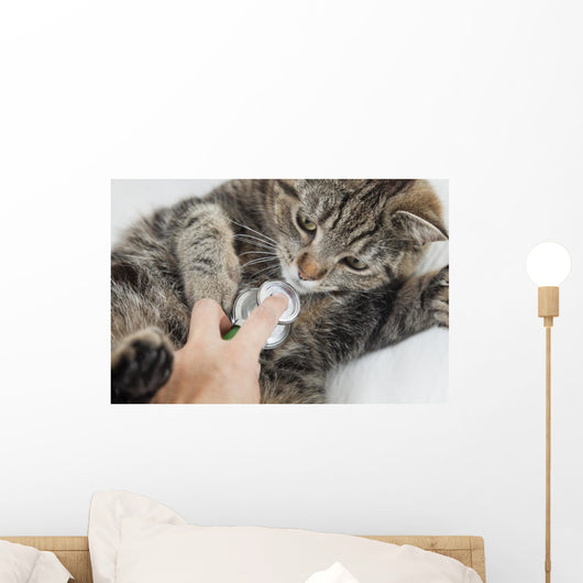 Cat With Vet Wall Mural