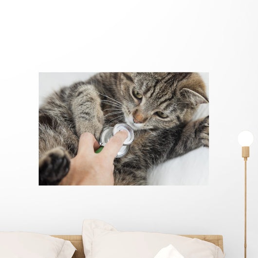 Cat With Vet Wall Mural