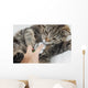 Cat With Vet Wall Mural
