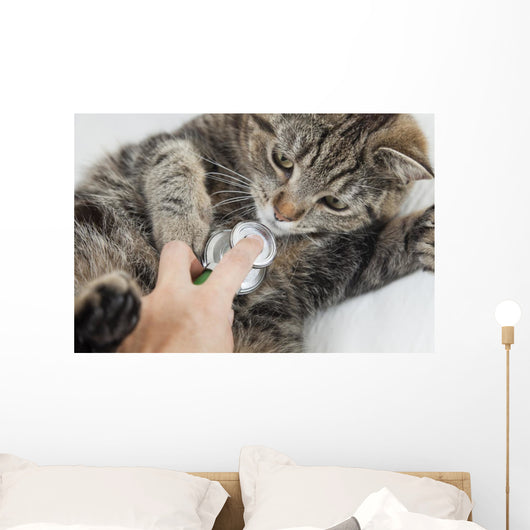 Cat With Vet Wall Mural