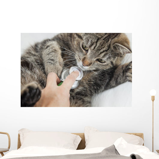 Cat With Vet Wall Mural