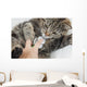 Cat With Vet Wall Mural