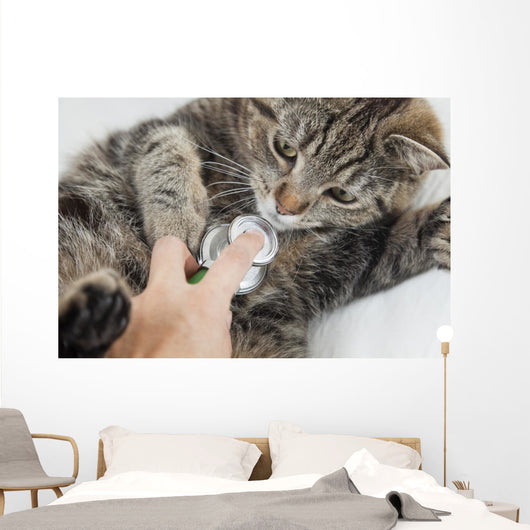 Cat With Vet Wall Mural