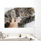 Cat With Vet Wall Mural