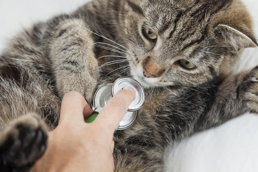 Cat With Vet Wall Mural