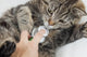 Cat With Vet Wall Mural