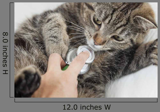Cat With Vet Wall Mural