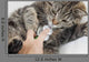 Cat With Vet Wall Mural