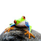 Frog Rock Wall Decal