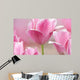 Pink tulips close up Wall Mural