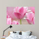Pink tulips close up Wall Mural