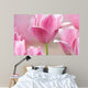Pink tulips close up Wall Mural