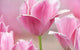 Pink tulips close up Wall Mural
