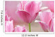 Pink tulips close up Wall Mural