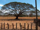 Baum Auf Der Steppe Wall Decal