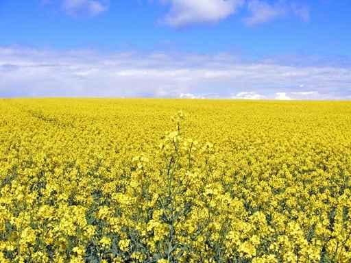Yellow Field Wall Decal