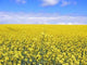 Yellow Field Wall Decal