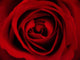 Rote Rose Wall Mural