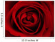 Rote Rose Wall Mural