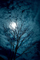 Tree Silhouettes with Sky
