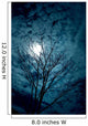 Tree Silhouettes with Sky