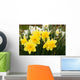 daffodils Wall Mural