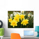 daffodils Wall Mural