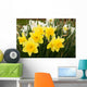 daffodils Wall Mural