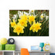 daffodils Wall Mural