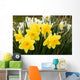daffodils Wall Mural