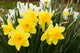 daffodils Wall Mural