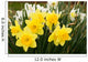 daffodils Wall Mural