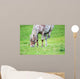 Appaloosa Horse Eating