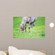 Appaloosa Horse Eating