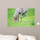 Appaloosa Horse Eating