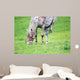 Appaloosa Horse Eating
