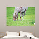 Appaloosa Horse Eating